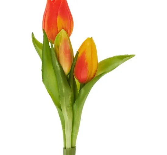 Tulpen-Bund "Sally"