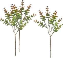 VBS Eukalyptus "Bendigo"