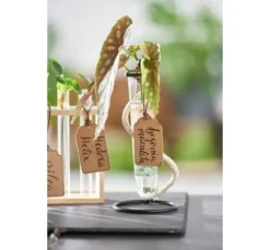 VBS Reagenzglashalter "Vase"