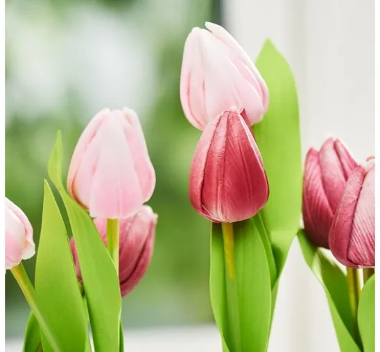 VBS Tulpe "Tammie"