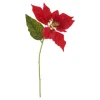 Weihnachtsstern Blüte