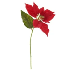 Weihnachtsstern Blüte
